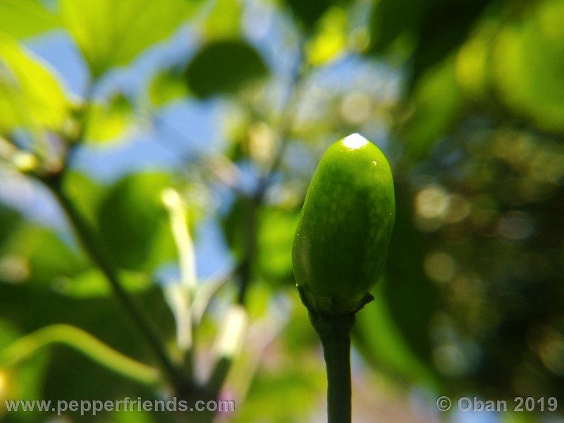 chiltepin-cappuccino-x-bhut-jolokia-mulatto-(f1)_001_frutto_04.jpg