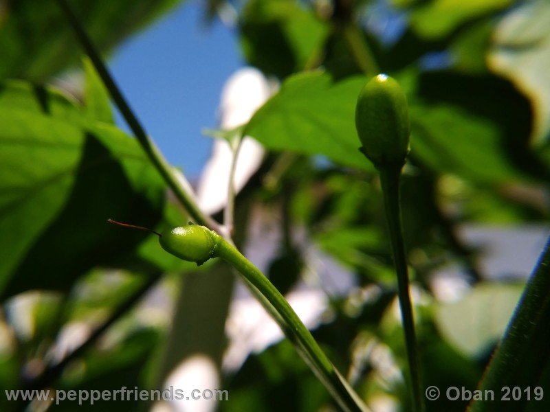 chiltepin-cappuccino-x-bhut-jolokia-mulatto-(f1)_001_frutto_05.jpg