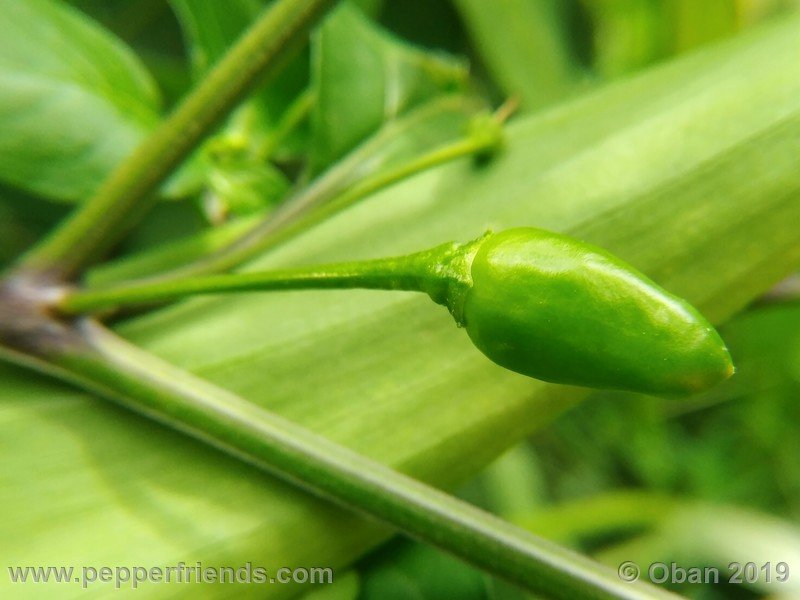 chiltepin-cappuccino-x-bhut-jolokia-mulatto-(f1)_001_frutto_07.jpg