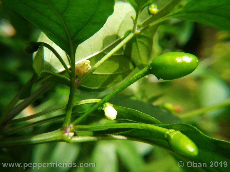 chiltepin-cappuccino-x-bhut-jolokia-mulatto-(f1)_001_frutto_08.jpg