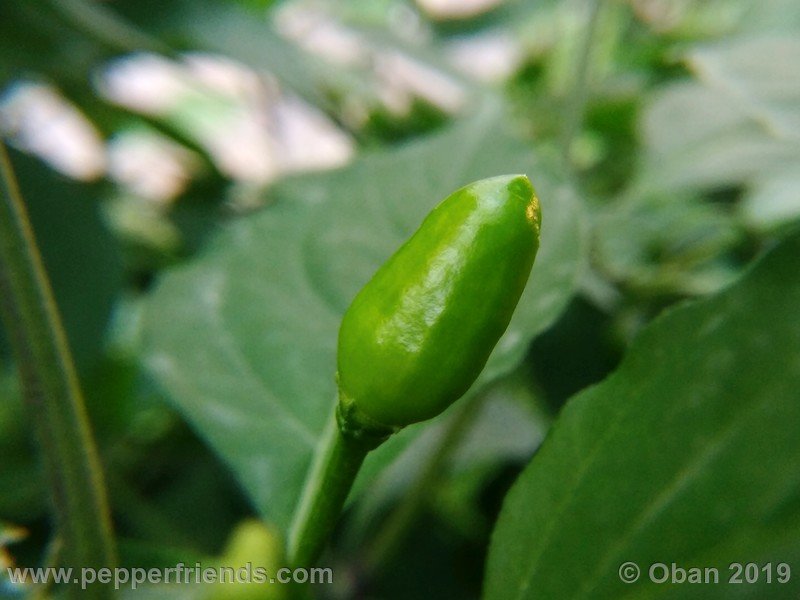 chiltepin-cappuccino-x-bhut-jolokia-mulatto-(f1)_001_frutto_09.jpg