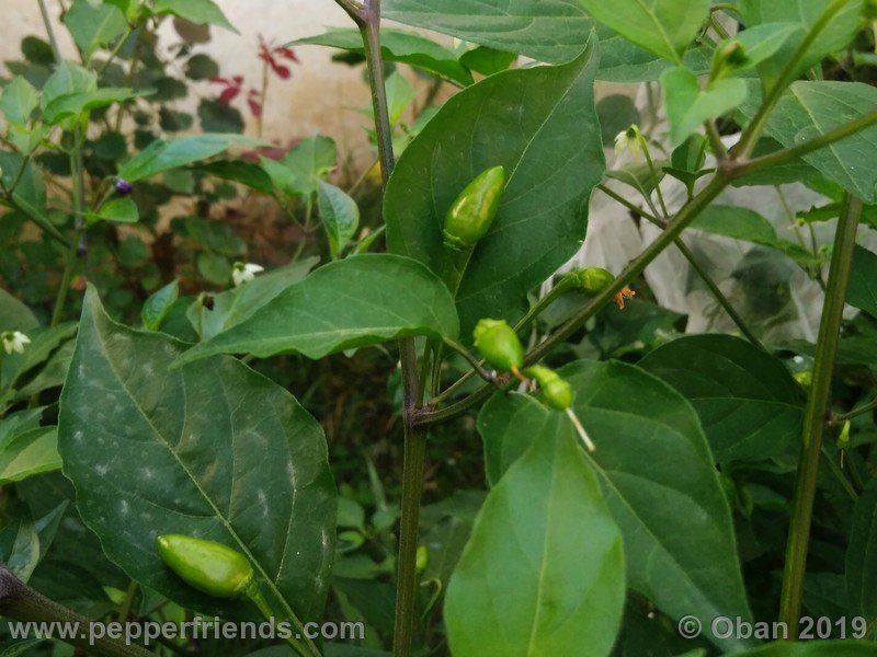 chiltepin-cappuccino-x-bhut-jolokia-mulatto-(f1)_001_frutto_10.jpg