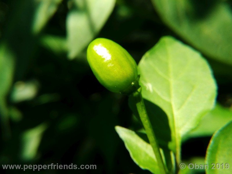 chiltepin-cappuccino-x-bhut-jolokia-mulatto-(f1)_001_frutto_15.jpg