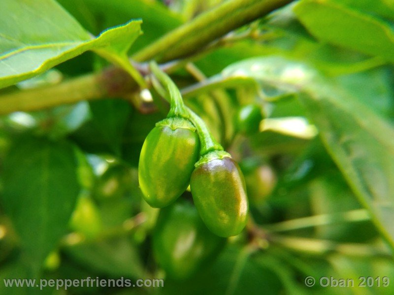 chiltepin-cappuccino-x-bhut-jolokia-mulatto-(f1)_001_frutto_19.jpg