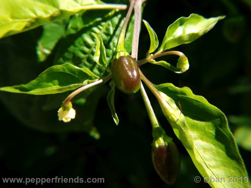 chiltepin-cappuccino-x-bhut-jolokia-mulatto-(f1)_001_frutto_23.jpg