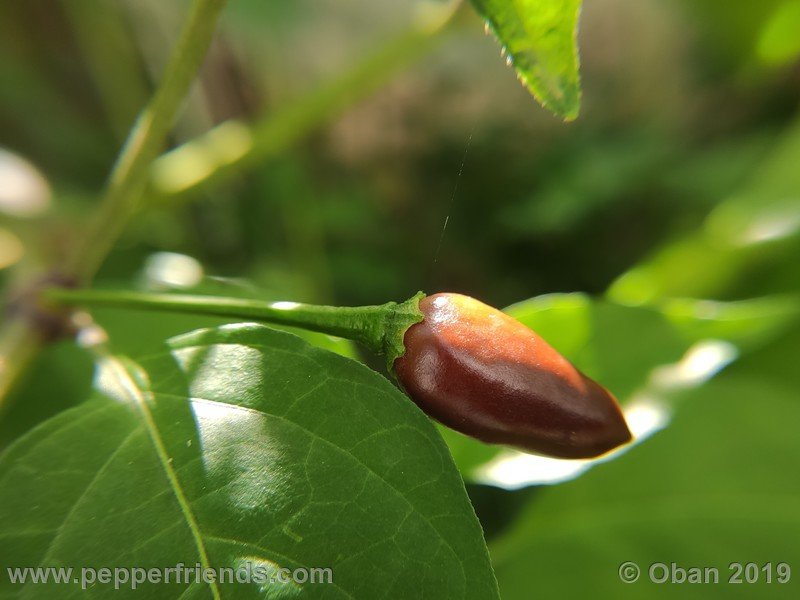 chiltepin-cappuccino-x-bhut-jolokia-mulatto-(f1)_001_frutto_34.jpg