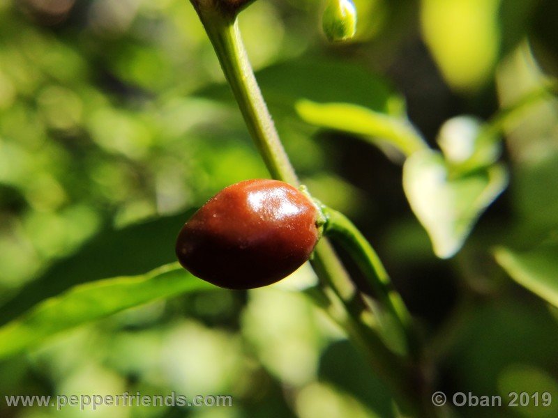 chiltepin-cappuccino-x-bhut-jolokia-mulatto-(f1)_001_frutto_38.jpg