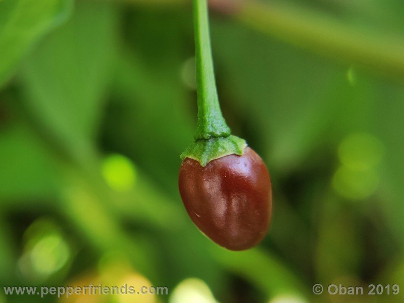 chiltepin-cappuccino-x-bhut-jolokia-mulatto-(f1)_001_frutto_39.jpg