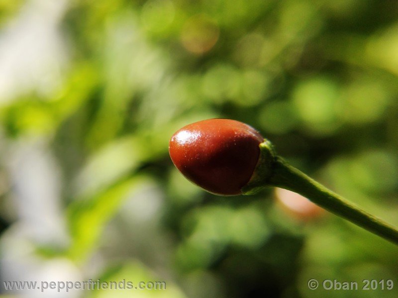 chiltepin-cappuccino-x-bhut-jolokia-mulatto-(f1)_001_frutto_40.jpg