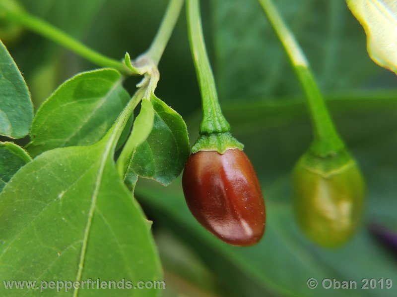 chiltepin-cappuccino-x-bhut-jolokia-mulatto-(f1)_001_frutto_43.jpg