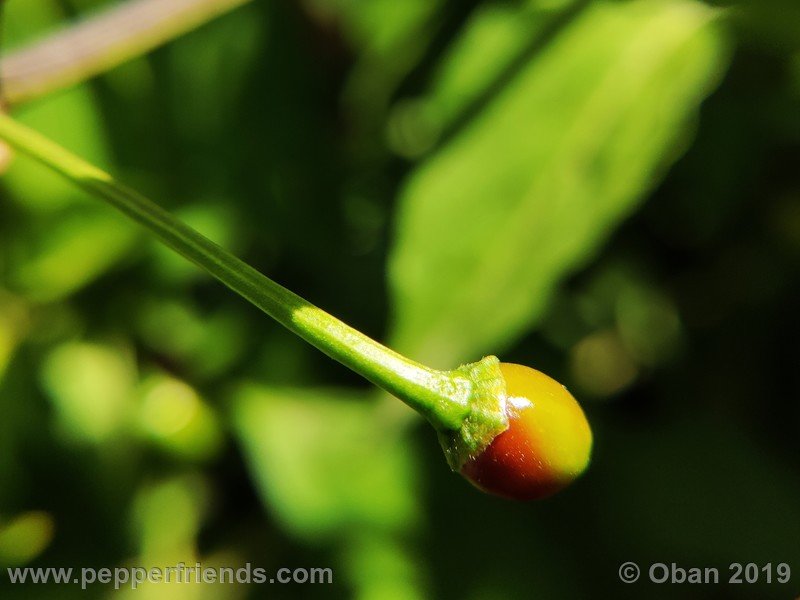 chiltepin-cappuccino-x-bhut-jolokia-mulatto-(f1)_001_frutto_44.jpg