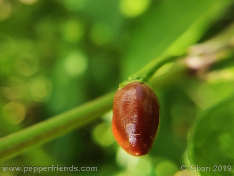 chiltepin-cappuccino-x-bhut-jolokia-mulatto-(f1)_001_frutto_46.jpg