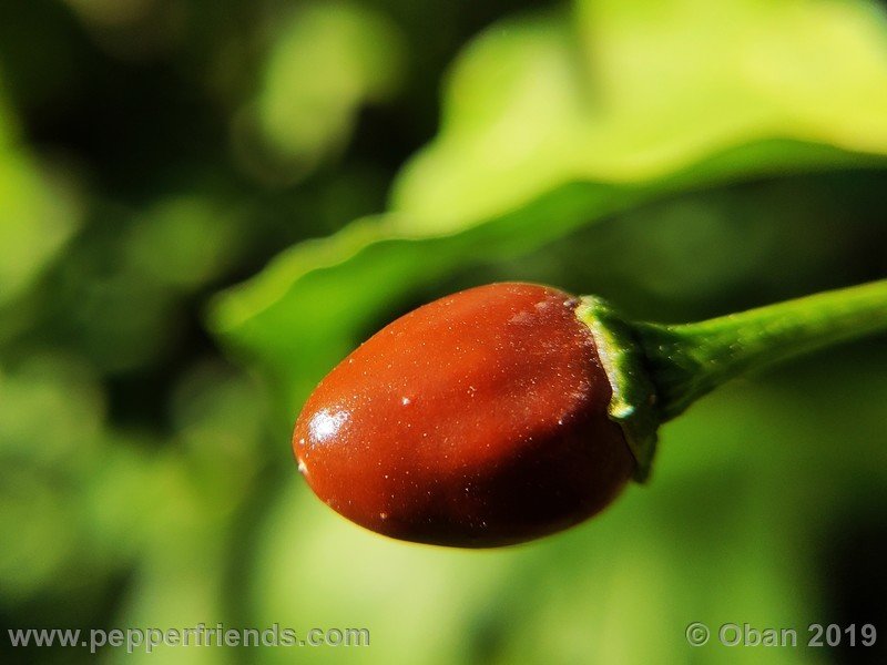 chiltepin-cappuccino-x-bhut-jolokia-mulatto-(f1)_001_frutto_47.jpg