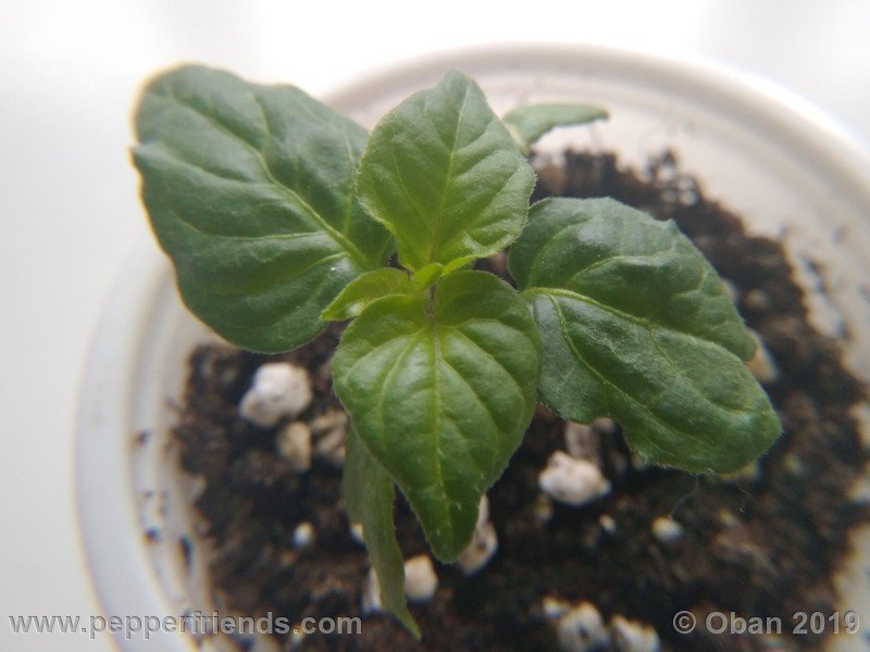 chiltepin-cappuccino-x-bhut-jolokia-mulatto-(f1)_001_pianta_01.jpg