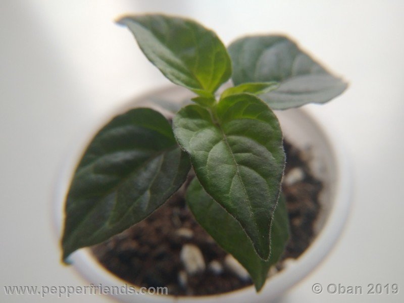 chiltepin-cappuccino-x-bhut-jolokia-mulatto-(f1)_001_pianta_02.jpg