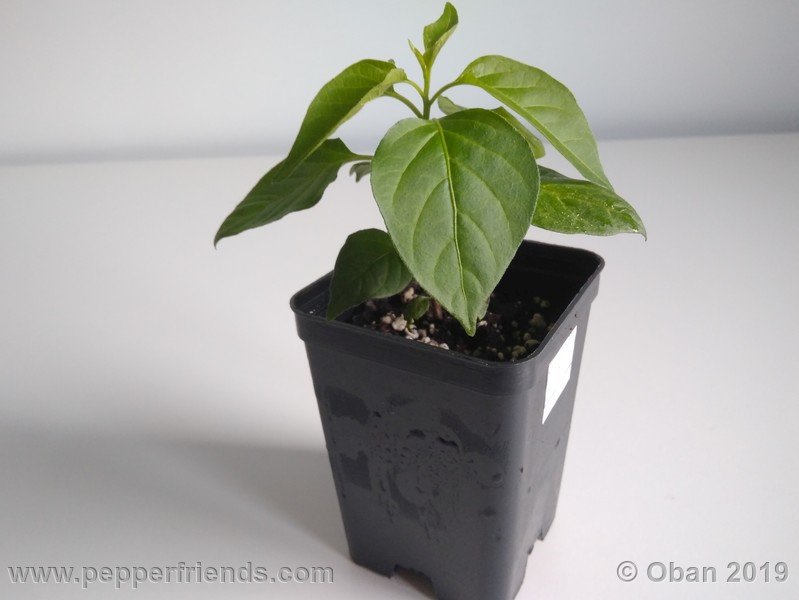 chiltepin-cappuccino-x-bhut-jolokia-mulatto-(f1)_001_pianta_04.jpg