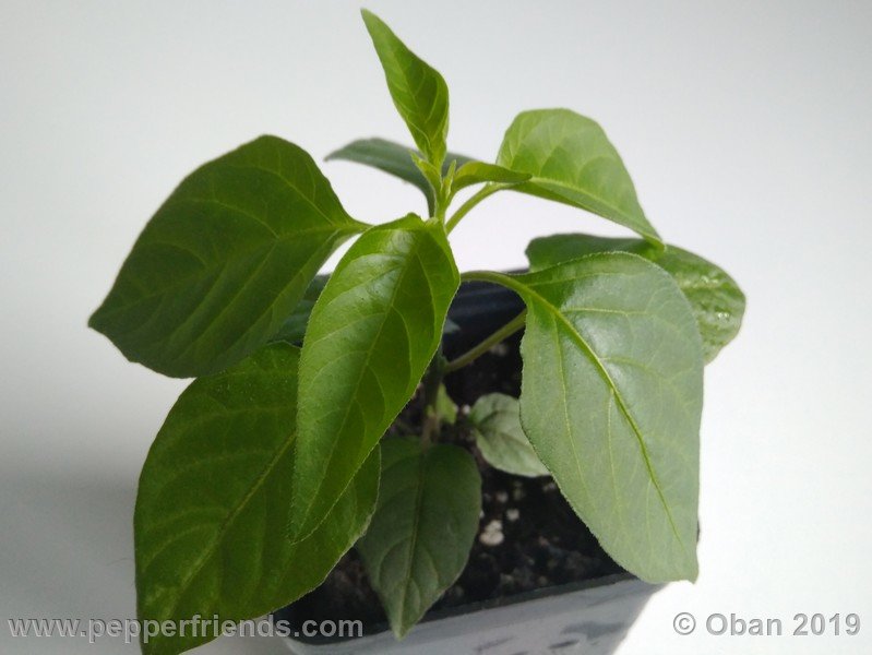 chiltepin-cappuccino-x-bhut-jolokia-mulatto-(f1)_001_pianta_05.jpg