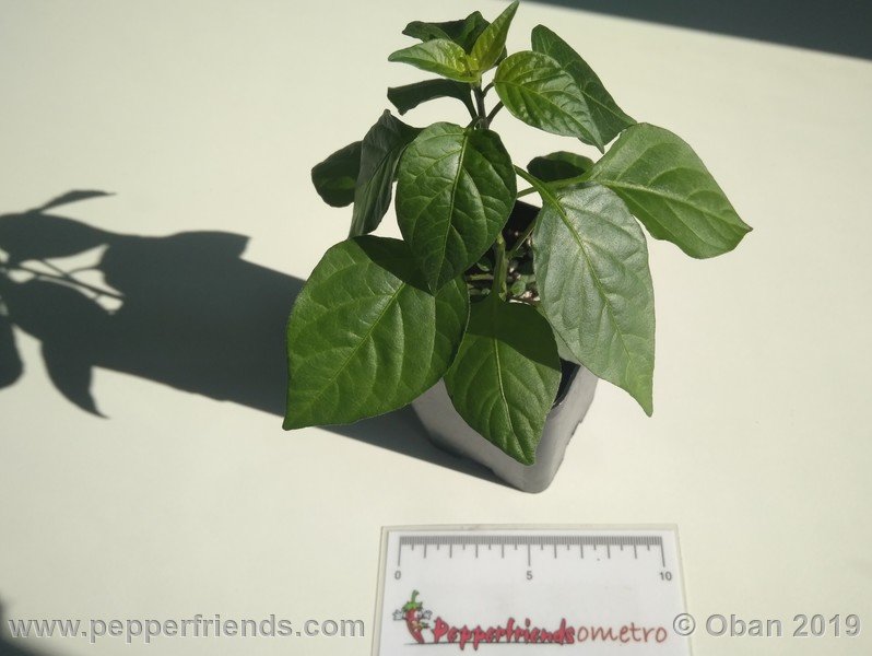 chiltepin-cappuccino-x-bhut-jolokia-mulatto-(f1)_001_pianta_06.jpg