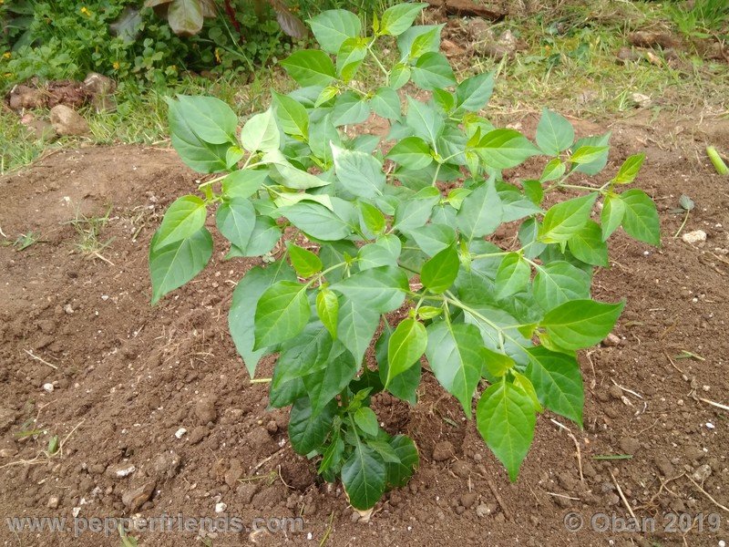 chiltepin-cappuccino-x-bhut-jolokia-mulatto-(f1)_001_pianta_08.jpg