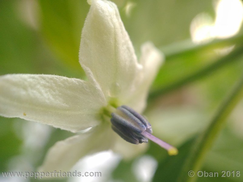 chiltepin-national-park-of-tikal-guatemala_001_fiore_07.jpg