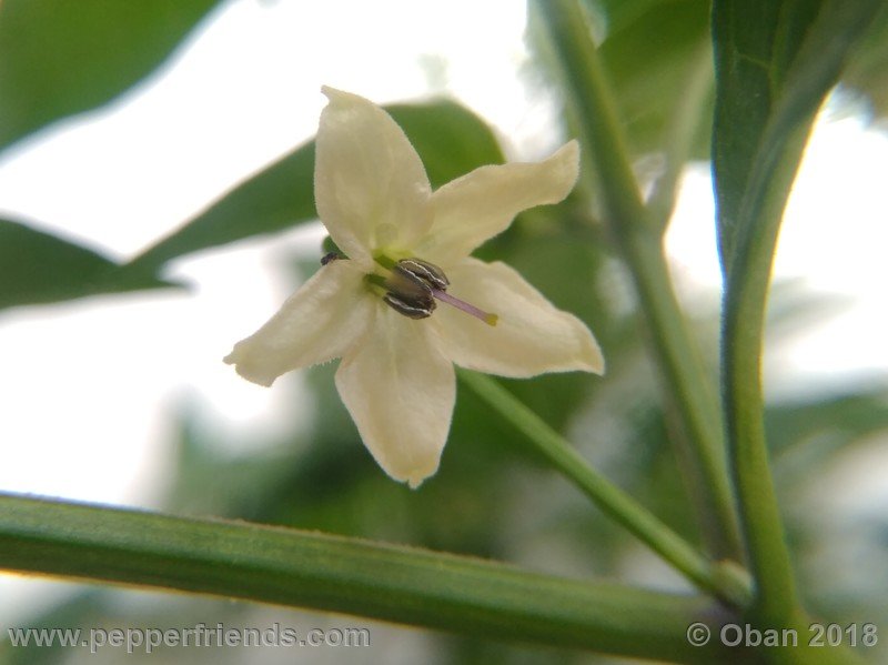 chiltepin-national-park-of-tikal-guatemala_001_fiore_08.jpg