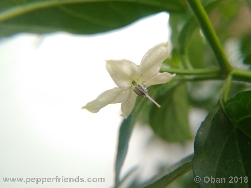 chiltepin-national-park-of-tikal-guatemala_001_fiore_09.jpg