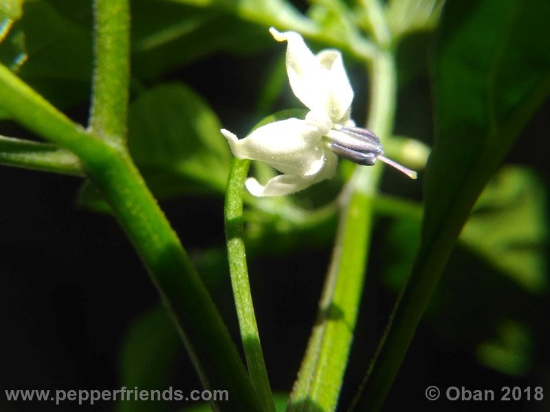 chiltepin-national-park-of-tikal-guatemala_001_fiore_10.jpg