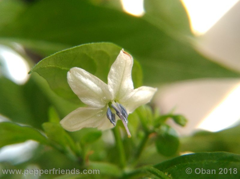 chiltepin-national-park-of-tikal-guatemala_001_fiore_11.jpg