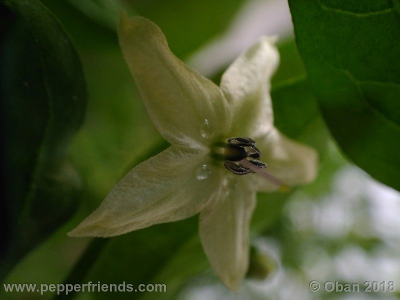 chiltepin-national-park-of-tikal-guatemala_001_fiore_13.jpg