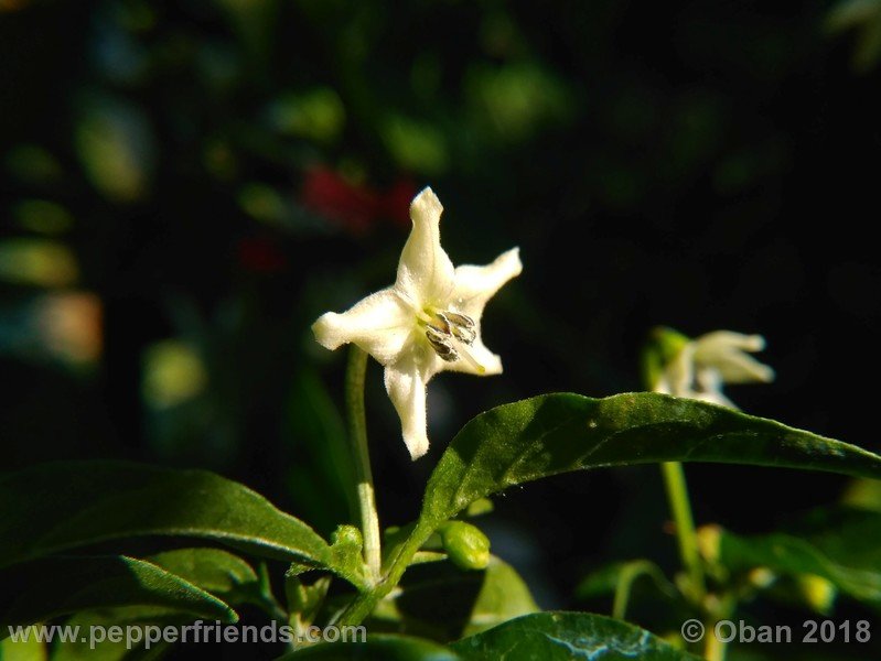 chiltepin-national-park-of-tikal-guatemala_001_fiore_14.jpg