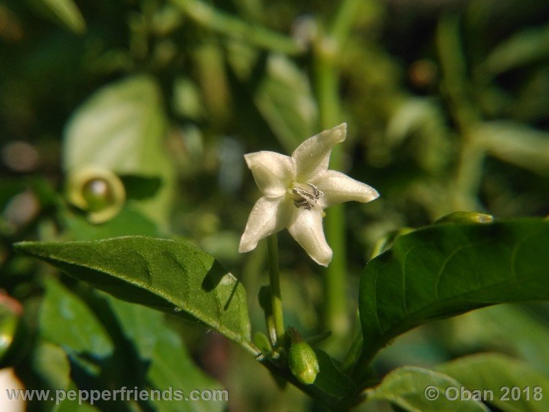 chiltepin-national-park-of-tikal-guatemala_001_fiore_16.jpg