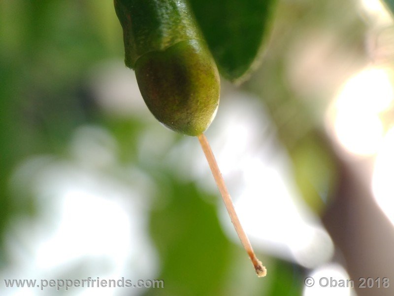 chiltepin-national-park-of-tikal-guatemala_001_frutto_01.jpg