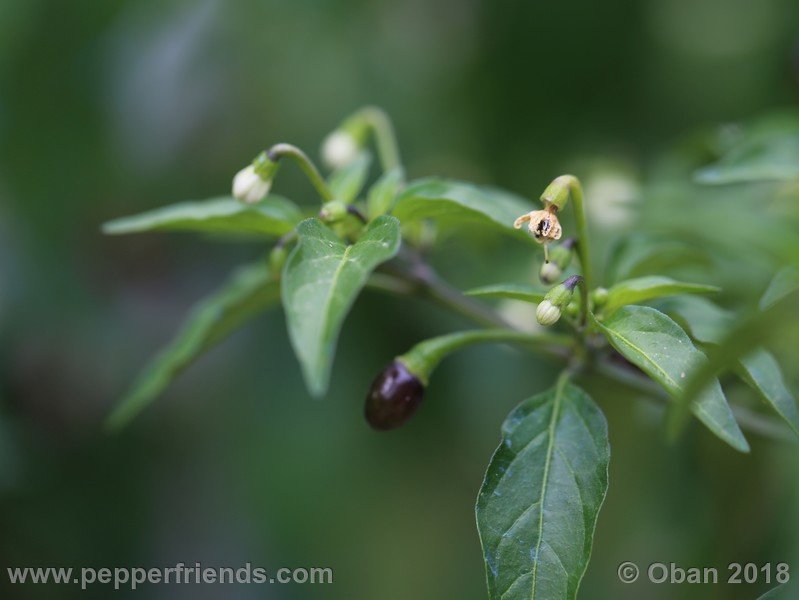 chiltepin-national-park-of-tikal-guatemala_001_frutto_08.jpg