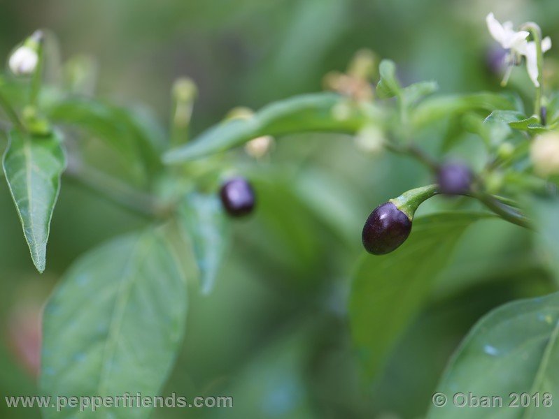 chiltepin-national-park-of-tikal-guatemala_001_frutto_09.jpg