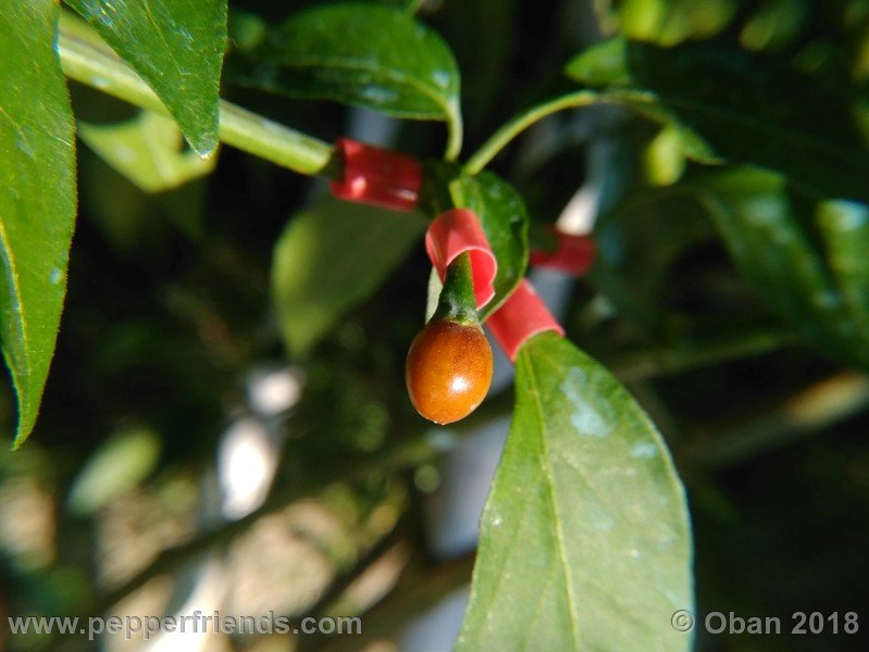 chiltepin-national-park-of-tikal-guatemala_001_frutto_10.jpg