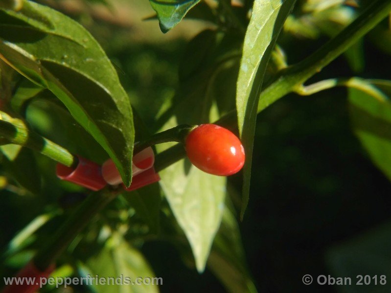 chiltepin-national-park-of-tikal-guatemala_001_frutto_12.jpg