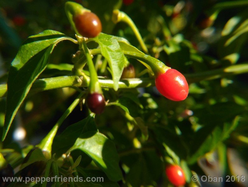 chiltepin-national-park-of-tikal-guatemala_001_frutto_16.jpg