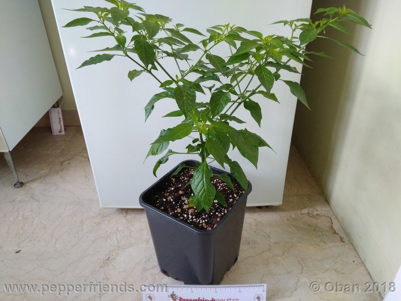 nome-cultivar_001_pianta_08.jpg