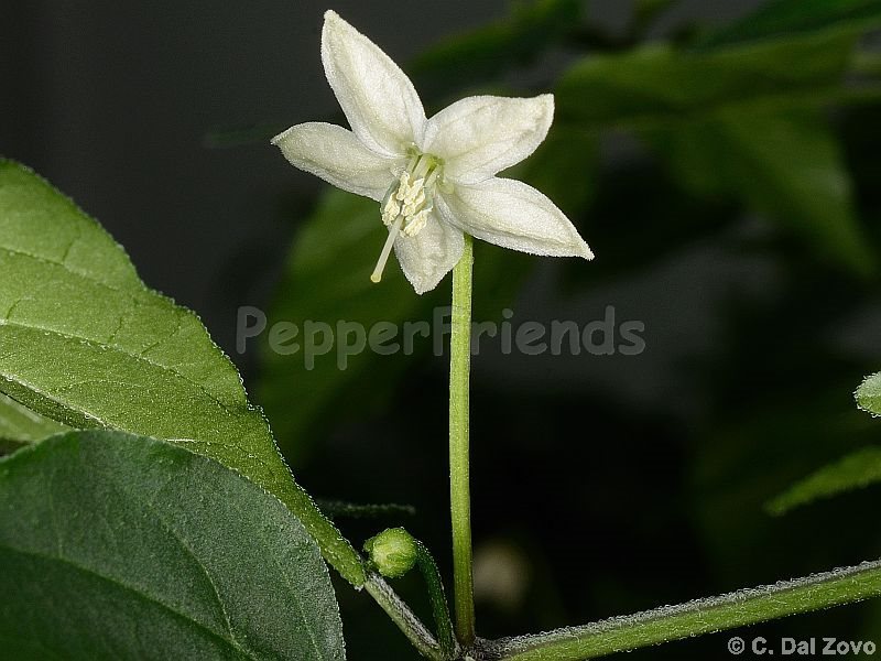 chiltepin_001_fiore_02.jpg