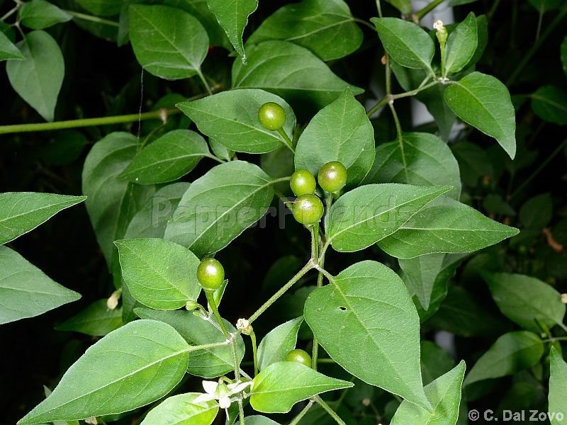 chiltepin_001_pianta_02.jpg