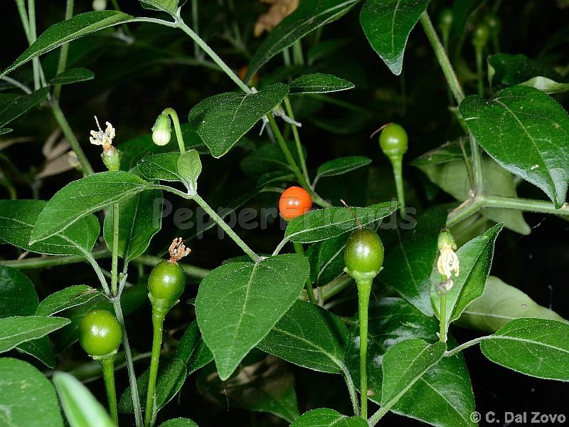 chiltepin_001_pianta_04.jpg