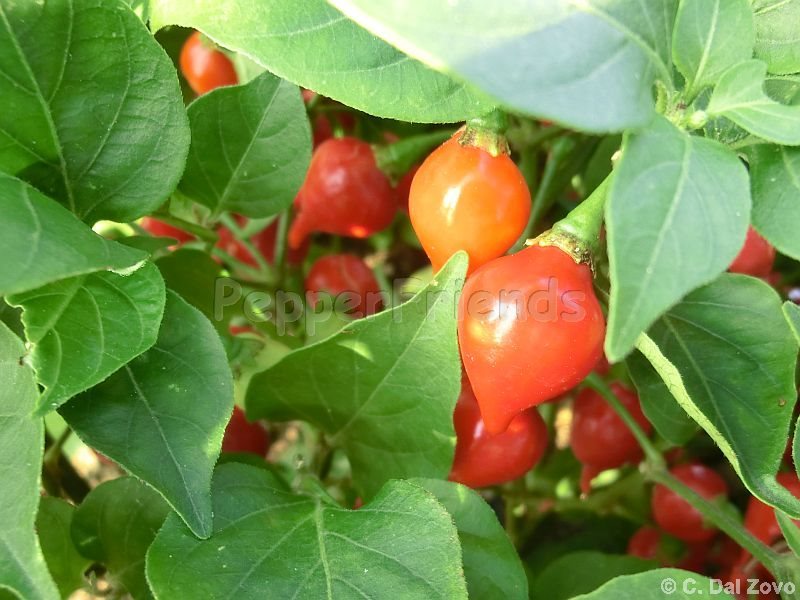 chupetinho_002_frutto_01.jpg