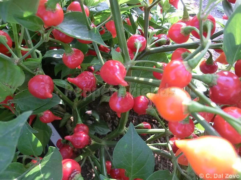 chupetinho_002_frutto_02.jpg