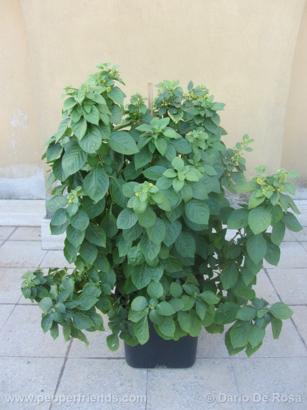 ciliatum_003_pianta_01.jpg