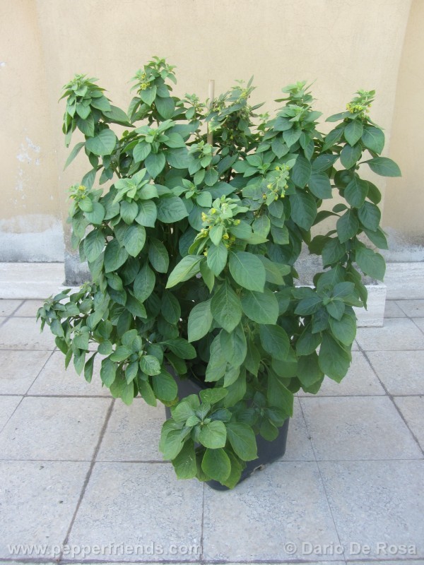 ciliatum_003_pianta_02.jpg