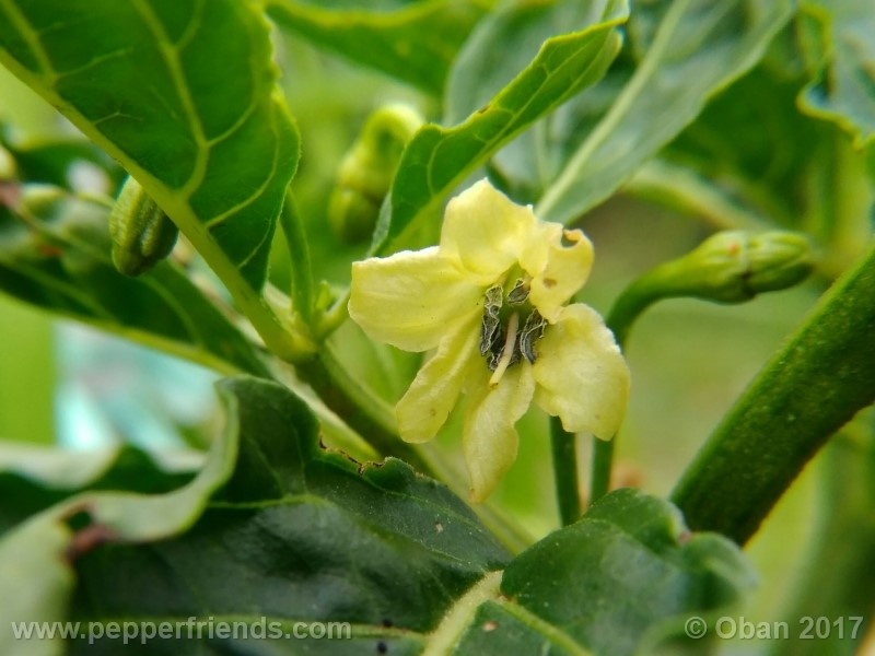 comoyagua_001_fiore_01.jpg