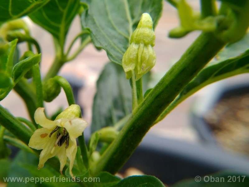 comoyagua_001_fiore_03.jpg