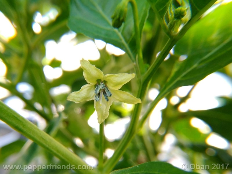 comoyagua_001_fiore_04.jpg