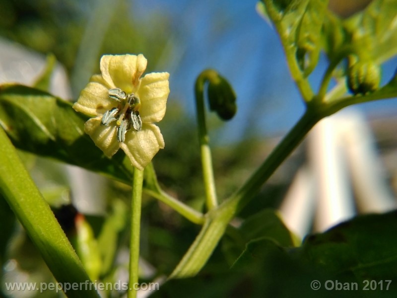 comoyagua_001_fiore_05.jpg