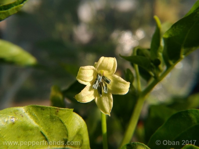 comoyagua_001_fiore_06.jpg